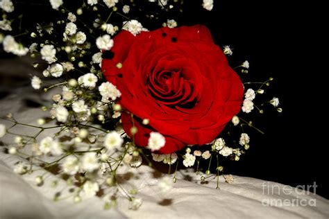 Red Rose With Baby Breath Against White And Black