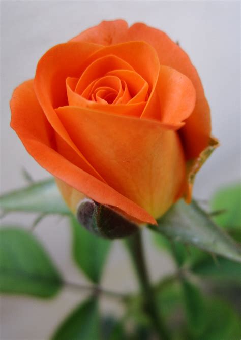 Free Photo Orange Rose Aroma Growing Red Free Download Jooinn
