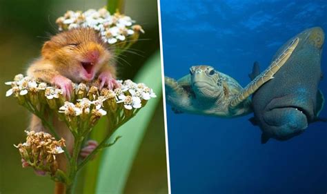 Comedy Wildlife Photography Awards 2017 These Funny Winning Pictures Will Make You Laugh Out