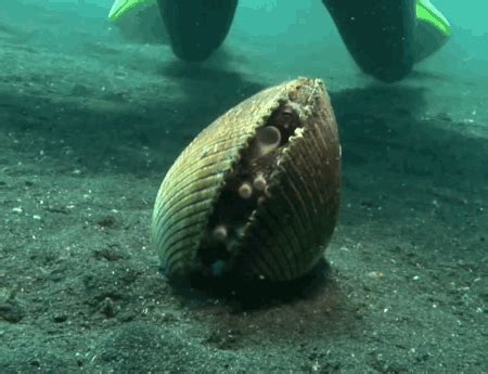 Watch micah deep sea fuck!!! Five Mind-Blowing Bivalve GIFs That Will Blow Your Mind ...