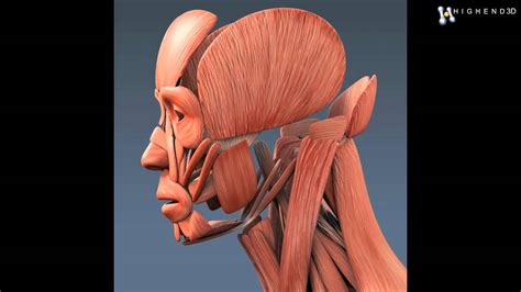 **** sorry i made a mistake at 00:49 i incorrectly label and describe the thigh adductors as hip abductors. Rigged Human Male Body and Muscular System 3D Model From ...