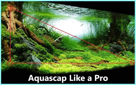 Aquascaping Advanced Guide Learn Professional Aquascaping Life Of Fish