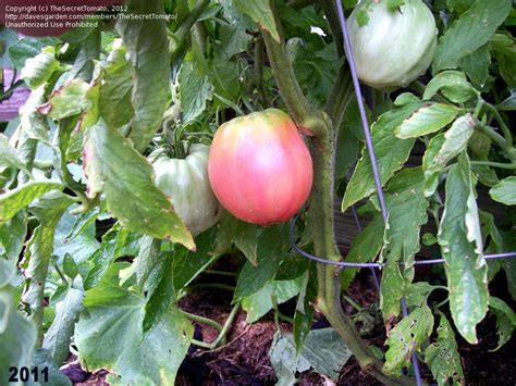 Plantfiles Pictures Tomato Anna Russian Lycopersicon Lycopersicum