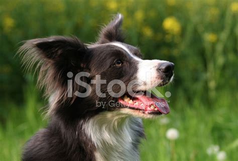 Beautiful Border Collie Stock Photo Royalty Free Freeimages