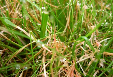 Types Of Common Lawn Fungus Found In Texas Yards