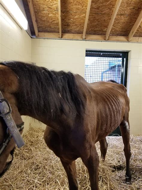 In addition to being emaciated and dehydrated, the horse had two serious injuries on her back legs, one untreated. Emaciated horse comes to Equine Humane Center - Jessamine ...
