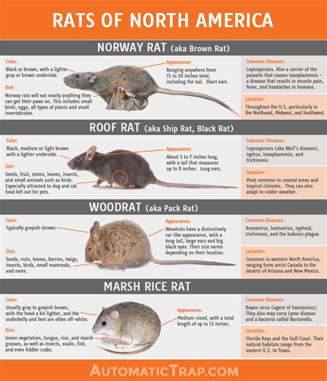 Rats Types Of Rats In North America Automatic Trap Company