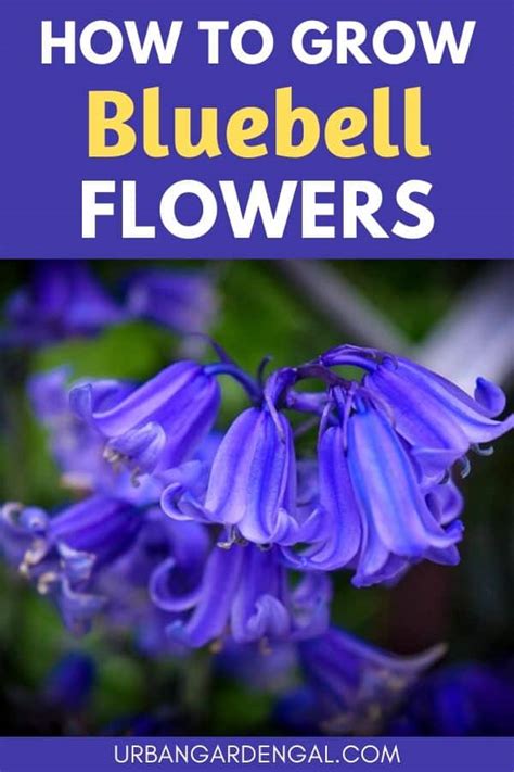 How To Grow Bluebells Urban Garden Gal
