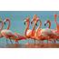 Flamingos Beautiful Exotic Birds Desktop Hd Wallpaper  Wallpapers13com