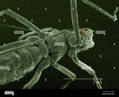Coloured Sem Of Mouthparts Of Aphid Stock Photo Alamy
