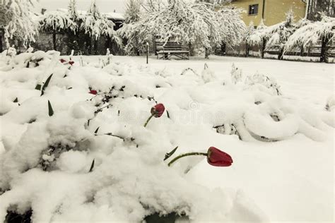 Red Tulips Covered With Spring Snow Stock Image Image Of Tulips