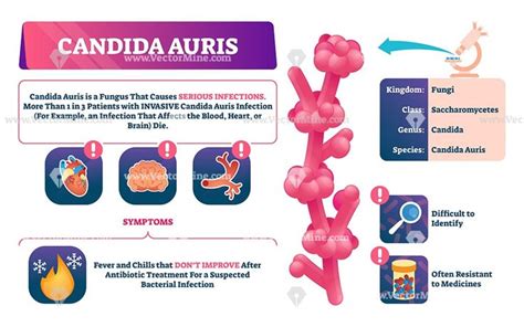 Candida Auris Biological Vector Illustration Infographic D1e