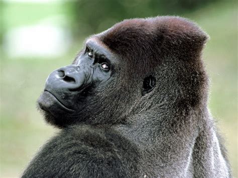 Gorilla Monkeys Photo 14750697 Fanpop