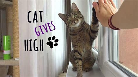 It's common knowledge among cannabis enthusiasts that the addition of thc makes everything better, and movies are no exception. Cat gives the best high 5 ! https://www.youtube.com/watch ...
