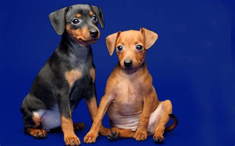 Miniature Pinscher Puppies Breed Information And Puppies For Sale