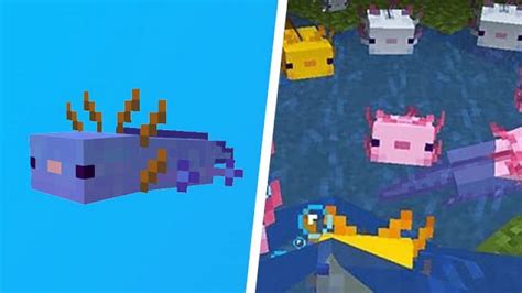 How To Get Blue Axolotl In Minecraft Java Nature