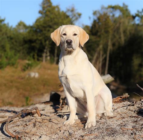 Labrador Retriever Honey Billeder Af Hunde Uploaded Af Bodil Og Honey