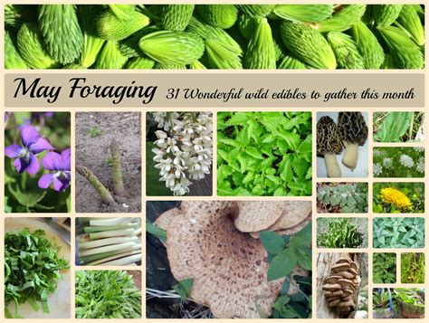 31 Wonderful Wild Edible Foods To Forage In May A Magical Life