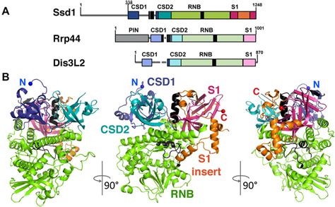 The 19 ˚ A Crystal Structure Of Ssd1 Reveals Conservation Of Fold With