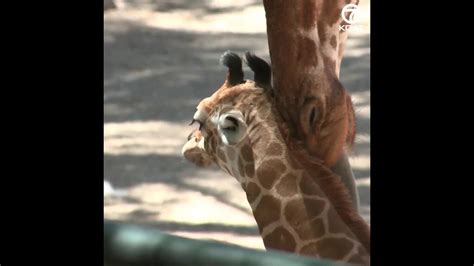 Abq Biopark Welcomes New Giraffe Youtube