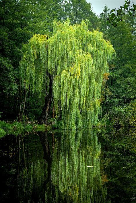 A Green Tree Is Reflected In The Water