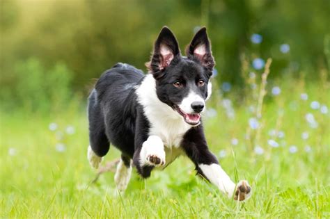 About The Breed Border Collie Highland Canine Training Ph