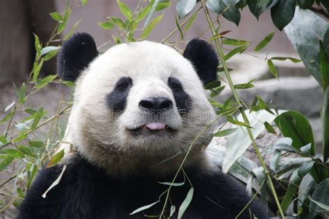 Giant Panda In Chengdu Panda Base Chengdu China Stock Image Image