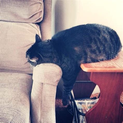 23 Cats Who Have Laziness Down To A Science Cats Cat Nap Lazy Cat