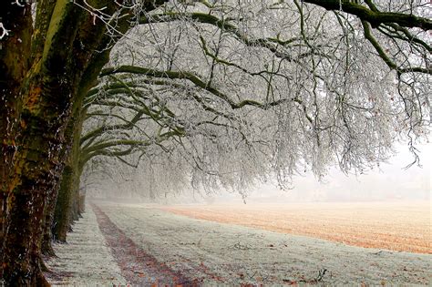 Trees On Winter Field