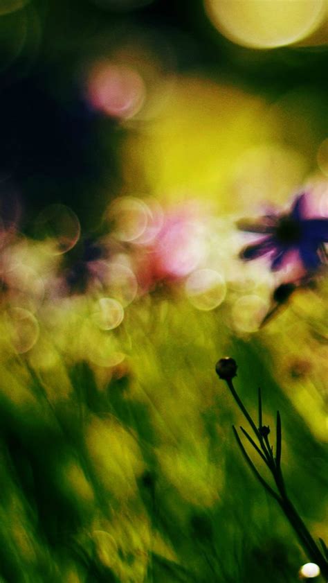 Flower Bokeh Spring Days Dark Iphone 5s Wallpaper Download Iphone