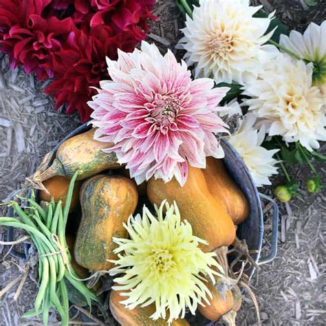How To Dig Divide And Store Dahlia Tubers The Art Of Doing Stuff