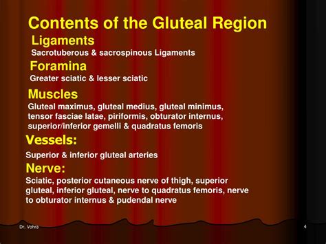 Ppt Gluteal Region And Important Anastomosis In The Thigh Powerpoint