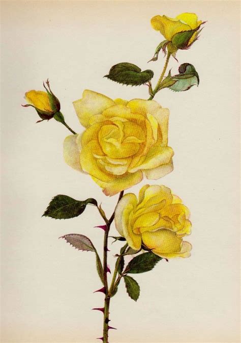 Yellow Rose Print Botanical Print Chabby Chic Gallery Wall Art Roseart