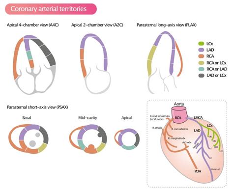 Left Ventricular Segments For Echocardiography And Cardiac Imaging