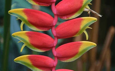 Top 15 Most Exotic Flowers Around The World