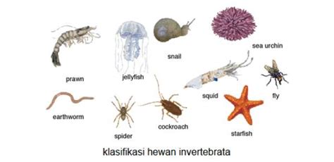 Ciri Ciri Invertebrata Pengertian Jenis Klasifikasinya Riset