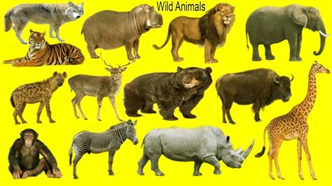 Learn Wild Animals Names With Pictures In English Farm