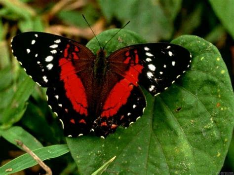 Red And Black Butterfly Wallpapers On Wallpaperdog