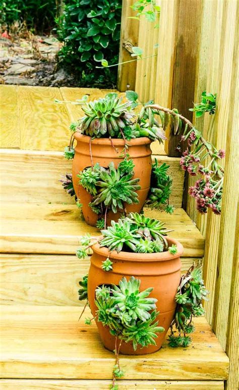 How To Plant And Grow Hens And Chicks The How To Home