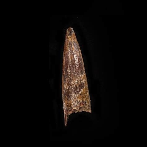 Suchomimus Tenerensis Tooth From The Upper Cretaceous Tegana Formation Of Morocco — Fossil Soup