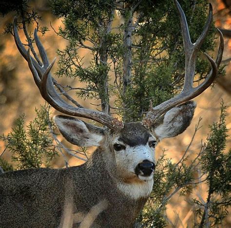 Pin By Heath Hodges On Majestic Mule Deer Hunting