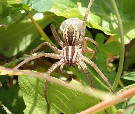 Rabid Wolf Spider Ewa Guide To The Insects And Spiders Of The Fells