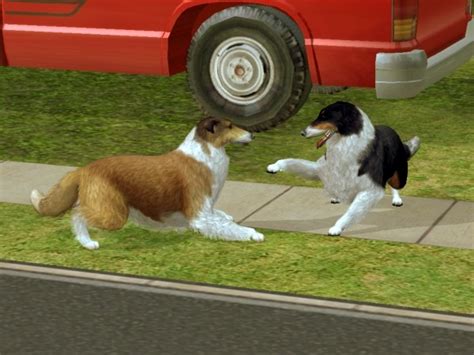 Mod The Sims The Rough Collie