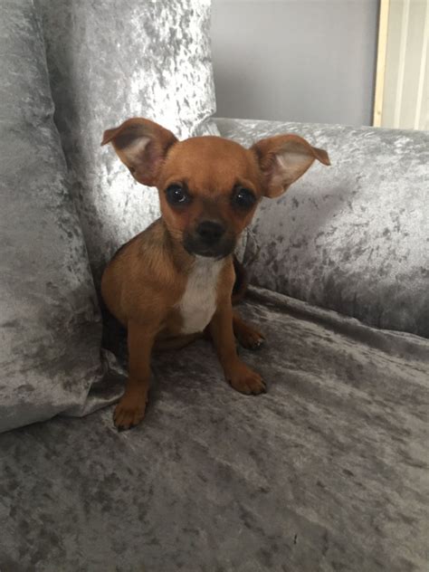 Super adorable apple head chihuahua puppies. Female Chihuahua Puppy Apple Head Brown | March, Cambridgeshire | Pets4Homes