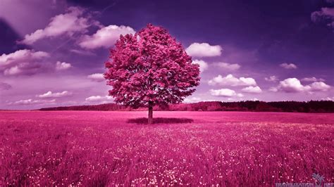 Purple Tree Wallpaper 53 Pictures
