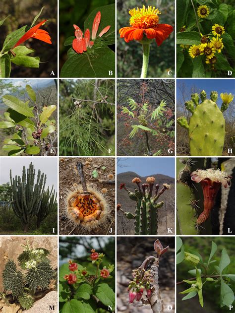 Top 120 Tipos de flora en méxico Anmb mx