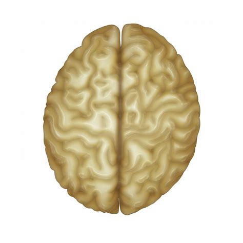 Human Brain Photograph By Maurizio De Angelis Science Photo Library Pixels