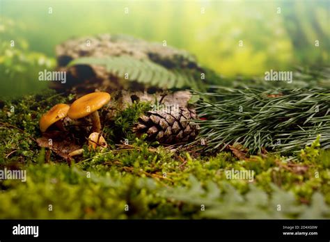 Forest Floor Macro Landscape With Mushroom Fir Tree Branch And Pine