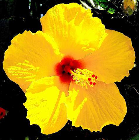 Yellow Hibiscus Flower Photograph By Femina Photo Art By Maggie Pixels