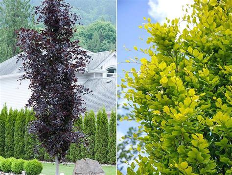 Beech Trees For Sale Varieties And Uses In Uk Gardens